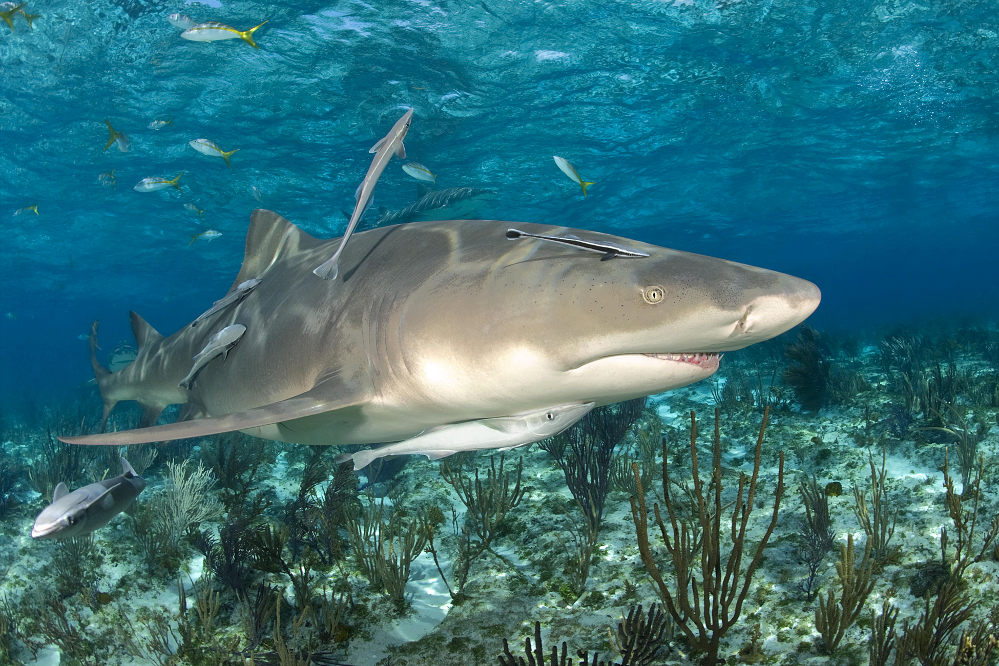 Лимонная акула напала на семилетнюю девочку Звери Из