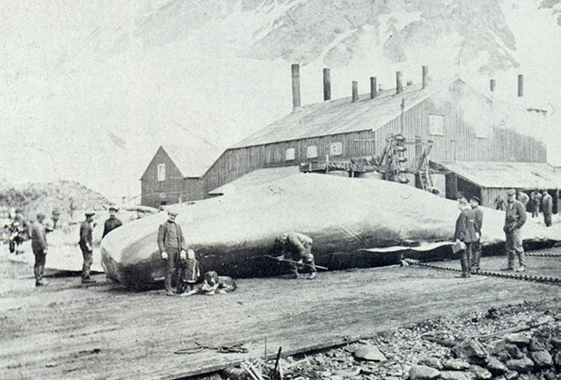 Сольвейг Гунбьерг Якобсен рядом с отцом у туши кита