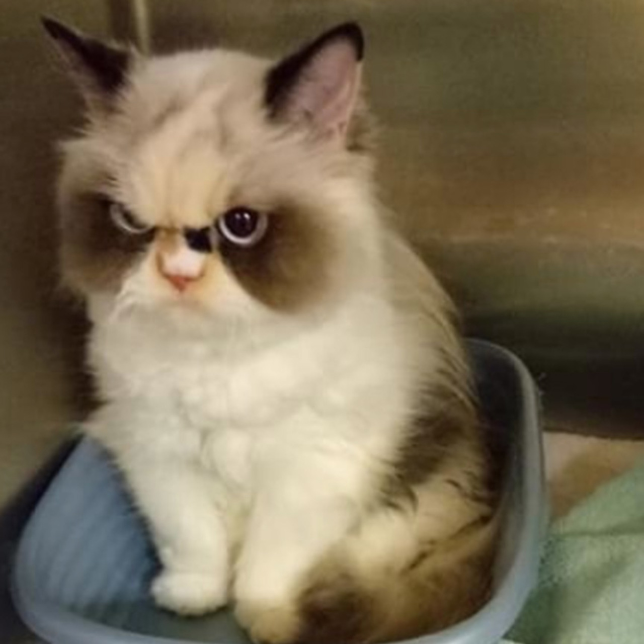 Хмурый котенок