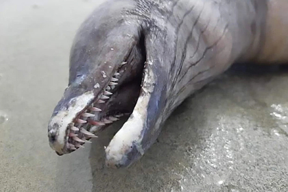 Загадочное существо с острыми зубами и носом дельфина вынесло из глубин океана