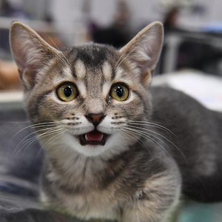 Котенок породы манчкин на выставке-продаже