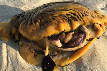 Найденное на пляже загадочное существо оказалось «убийцей собак»