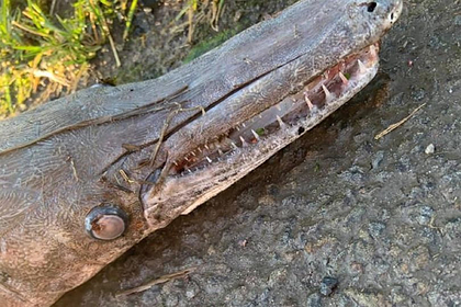 Похожее на крокодила загадочное существо вынесло на берег реки