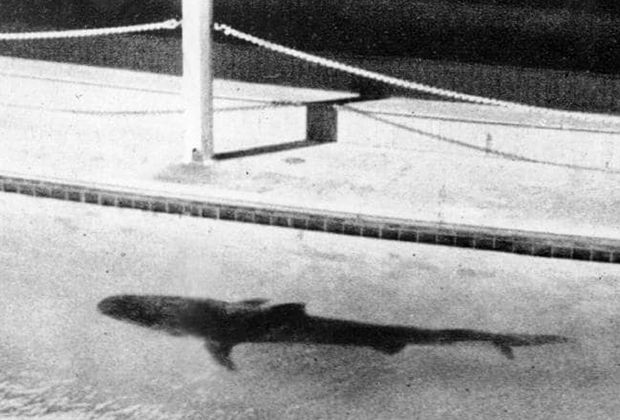 Тигровая акула, помещенная в аквариум развлекательного комплекса Aquarium and Swimming Baths