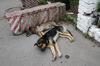 В российском регионе собрались ввести налог на собак