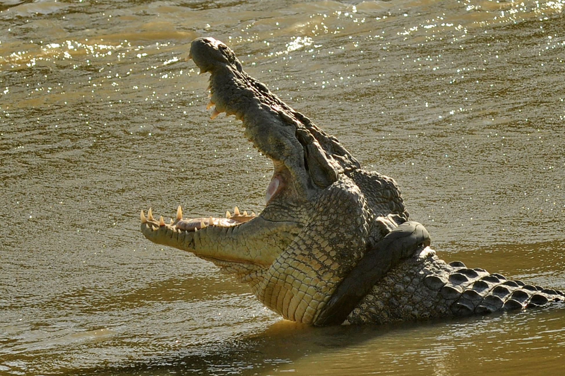 крокодил на море