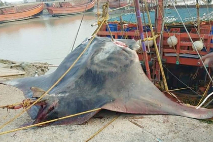 Рыбаки поймали огромную рыбу весом 900 килограммов