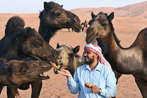 «Сейчас людьми двигает выгода» Почему жители одной из богатейших стран мира уезжают в пустыню пасти верблюдов