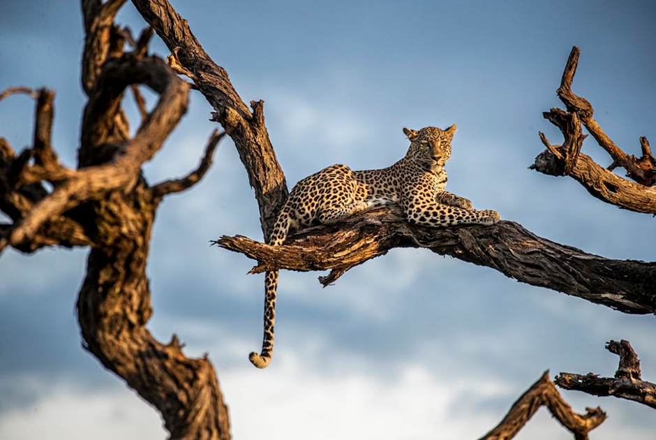Джанин Крайер (Janine Krayer) родилась в Германии, но уже много лет работает в странах Африки. Самку леопарда она сняла в национальном парке Чобе в Ботсване за несколько минут до начала бури. Животное наслаждается последними солнечными лучами.