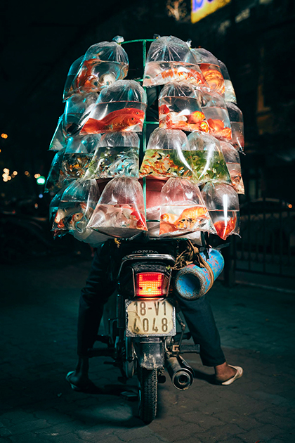 На снимке, сделанном в столице Вьетнама Ханое, мужчина позирует на скутере и с аквариумными рыбками, которых он доставляет. Британец Джон Энох (Jon Enoch) на протяжении недели гонялся за доставщиками на мопедах, а затем просил их позировать для фотографии. «У них есть совершенно потрясающая способность перевозить все виды товаров в невероятных количествах!» — восхищается Энох.