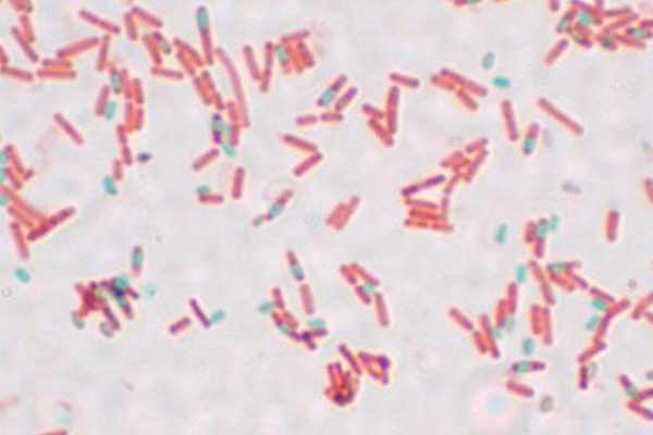 Споры Bacillus subtilis (зеленые)