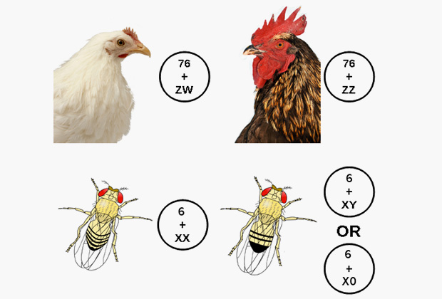 Определение пола у птиц и двукрылых насекомых