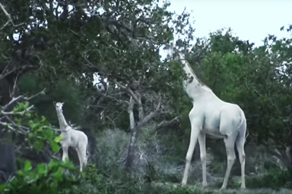 Последнюю в мире самку белого жирафа и ее детеныша убили браконьеры