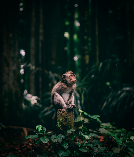 Эту «чудо-обезьяну» Ян Саймон (Jan Simon) из Чехии запечатлел в самой гуще ее родных джунглей. «Во время путешествия по Индонезии меня поразило вот это существо. Когда я был в месте под названием "Лес обезьян", я заметил эту крошку, неподвижно сидящую и будто бы размышляющую о судьбах мира. Это просто невероятно, как мы все похожи», — размышляет фотограф.