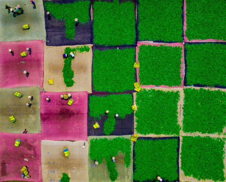 На этом снимке, похожем на разноцветное шахматное поле, в действительности запечатлен процесс производства чая улун, а точнее — его первая стадия. Автор кадра, Тран Туан (Tran Tuan) из Вьетнама, сфотографировал с воздуха, как рабочие из Мок-Чау и Сон-Ла бережно раскладывают зеленые листья для сушки. Насыщенное яркими цветами фото тоже получило национальную премию.