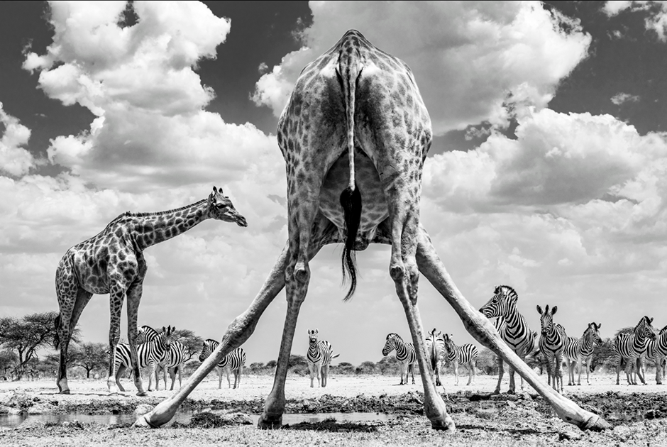 Для того чтобы запечатлеть слонов и диких кошек в их естественной среде обитания — Национальном парке Этоша в Намибии — шведскому фотографу Маркусу Вестбергу (Marcus Westberg) прошлось провести несколько дней под палящим солнцем. «Я догадывался, что, если запастись терпением, можно получить шанс сфотографировать жирафов на водопое. Но я даже представить себе не мог, что один из них распластается над лужей таким образом! Он подарил мне интересный ракурс, и я его тут же поймал. Настойчивость, терпение и умение затаиться в диких условиях всегда вознаграждаются — например, вот таким кадром», — делится Вестберг.