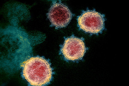 Проанализированы восемь штаммов коронавируса