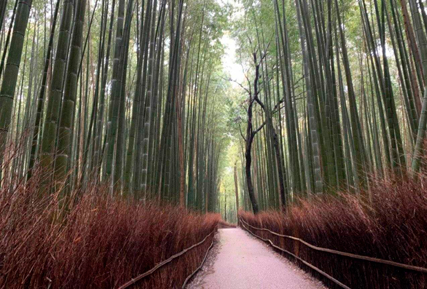 Безлюдный бамбуковый лес в Арасияме