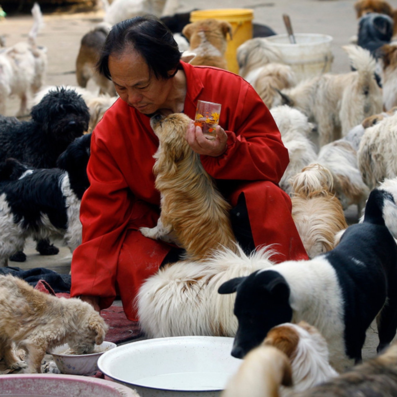 Домашние животные в Китае
