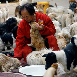Китайские Животные Фото
