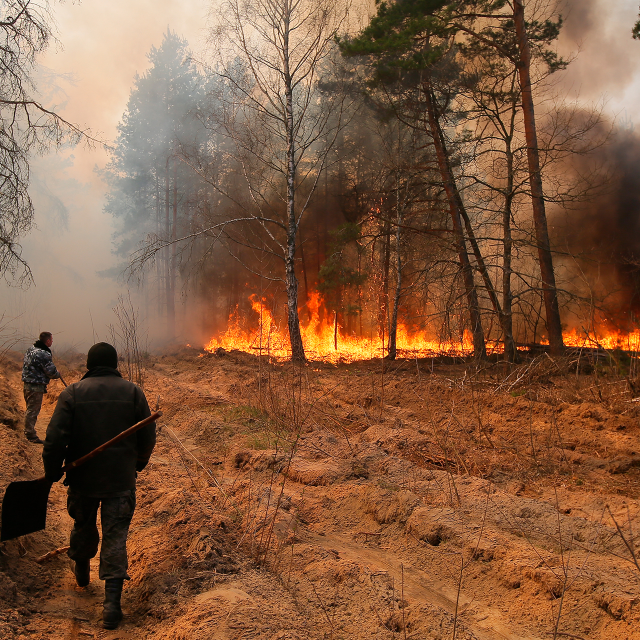 Зона лесного пожара