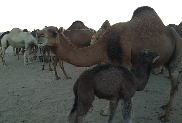 Верблюды бедуинов