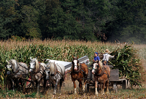 Амиши убирают урожай кукурузы, штат Мэриленд