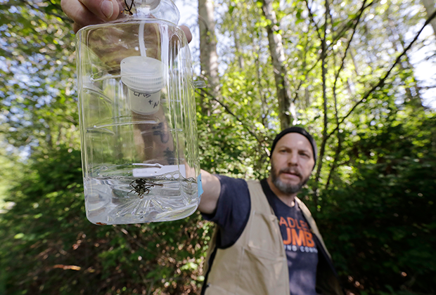 Энтомолог Крис Луни устанавливает ловушку для гигантских шершней