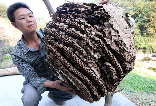 Гнездо гигантских шершней, найденное в китайской провинции Шэньси в 2013 году