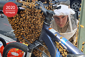 «Быстрые движения их только раззадоривают» Гигантские шершни проникли в США и с одинаковой легкостью убивают пчел и людей. От них нет спасения