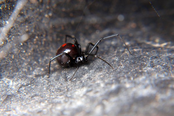 Самец и самка паука Черная вдова на листе дуба