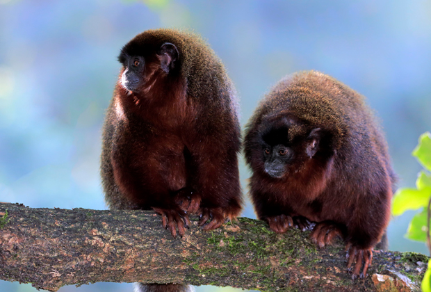Медные прыгуны — один из немногих видов моногамных приматов