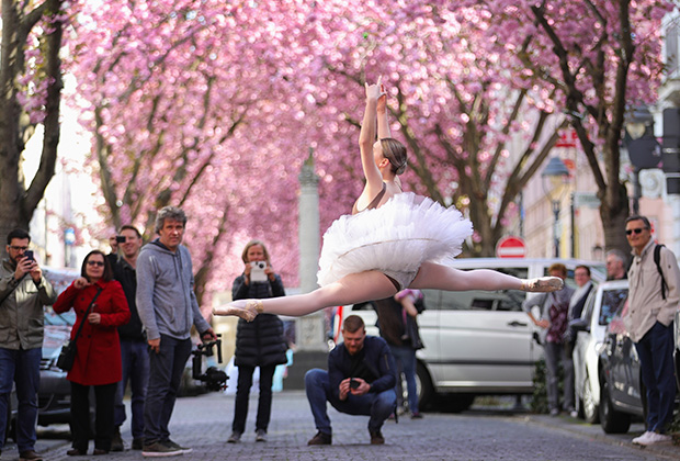 Балерина танцует на фоне цветения вишен в Бонне