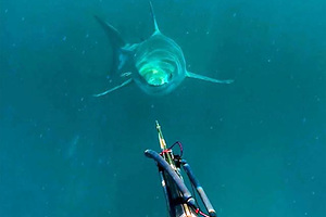 «Нас чуть не сожрали» Как туристы отправились рыбачить в открытый океан и сразились за еду с акулами