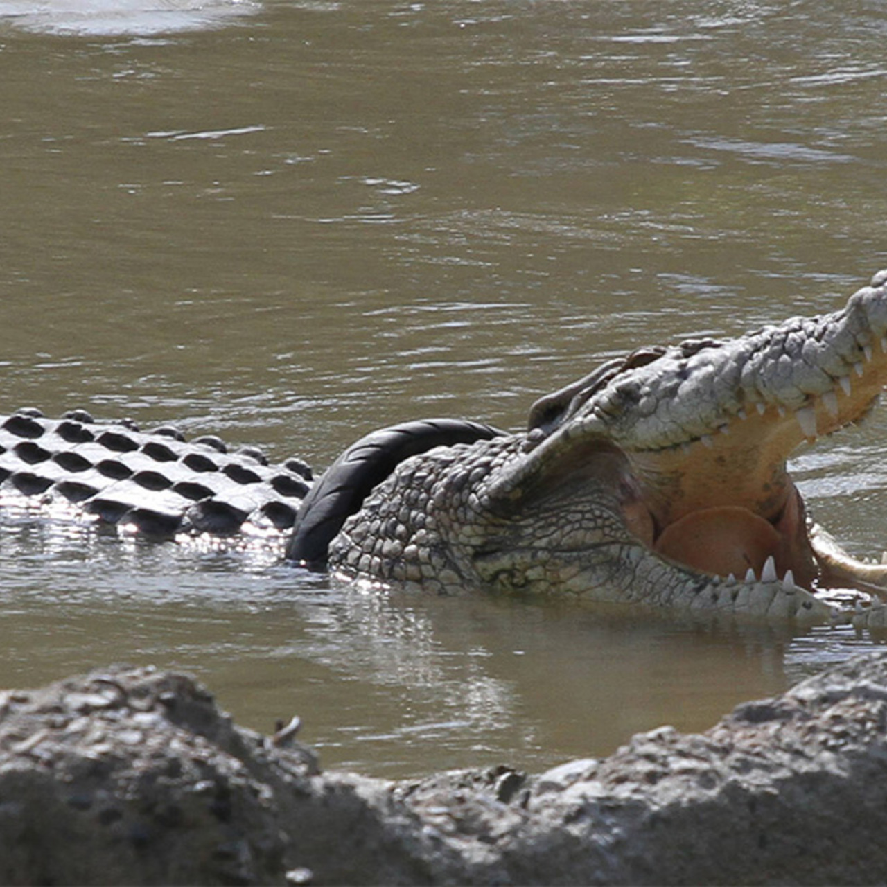 Остров рамри крокодилы. Гребнистый крокодил нападает. Кубинский крокодил. Где нападают крокодилы. Где нападают крокодилы.