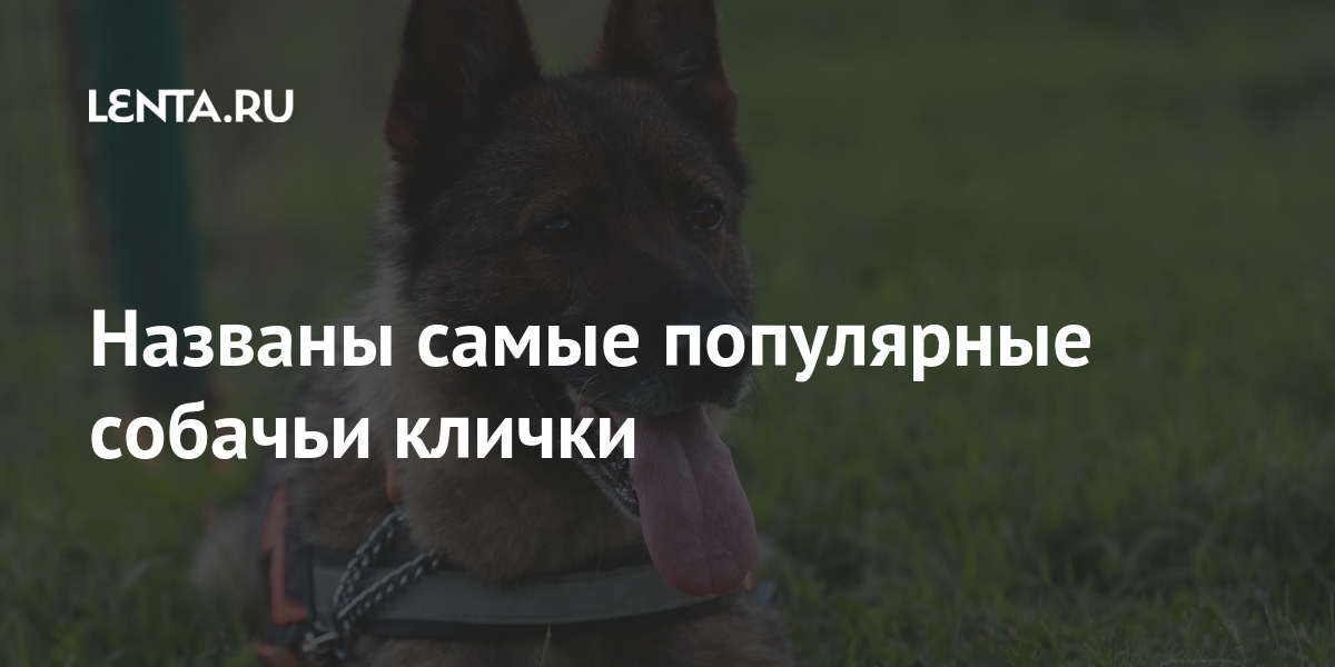 Новые имена собака