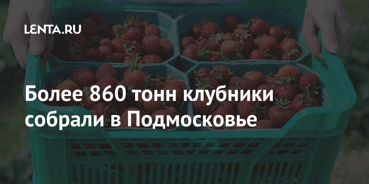 Более 860 тонн клубники собрали в Подмосковье: Регионы: Россия: Lenta.ru