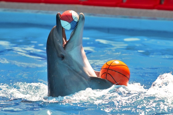 Выступление дельфина с мячами в дельфинарии «Акварель» в Алуште