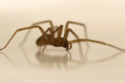В российском регионе женщин покусали ядовитые пауки