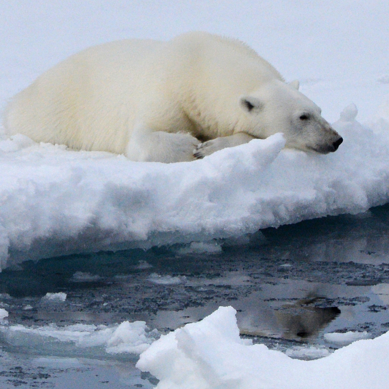Фото белых медведей на льдине заставка