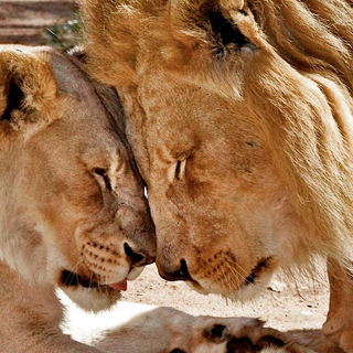 Обои лев и львица (52 фото)