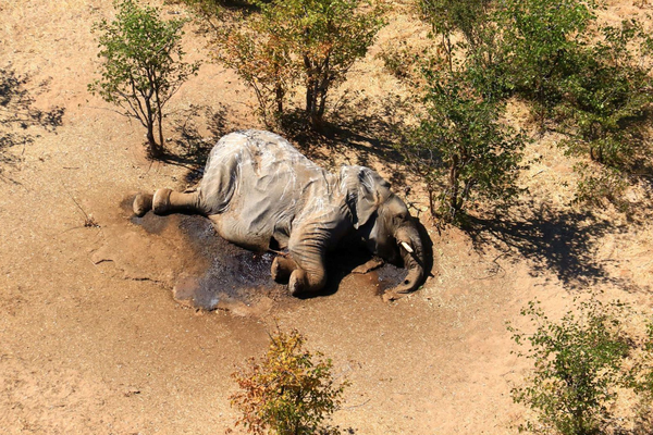 Мертвый слон в парке Ботсваны