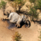 Мертвый слон в парке Ботсваны