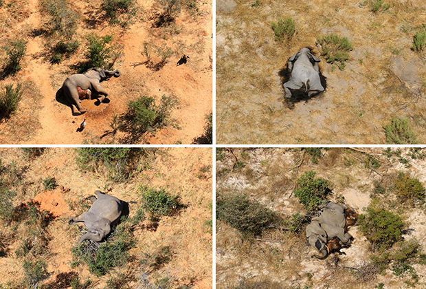 Мертвые слоны в парке Ботсваны