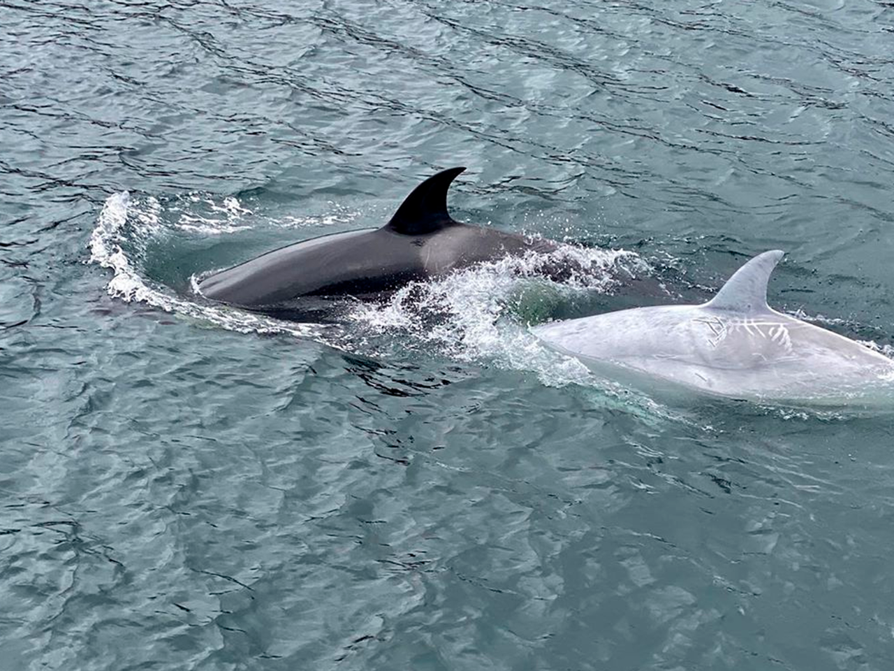Редчайший кит-убийца белого окраса удивил туристов и попал на видео: Звери:  Из жизни: Lenta.ru