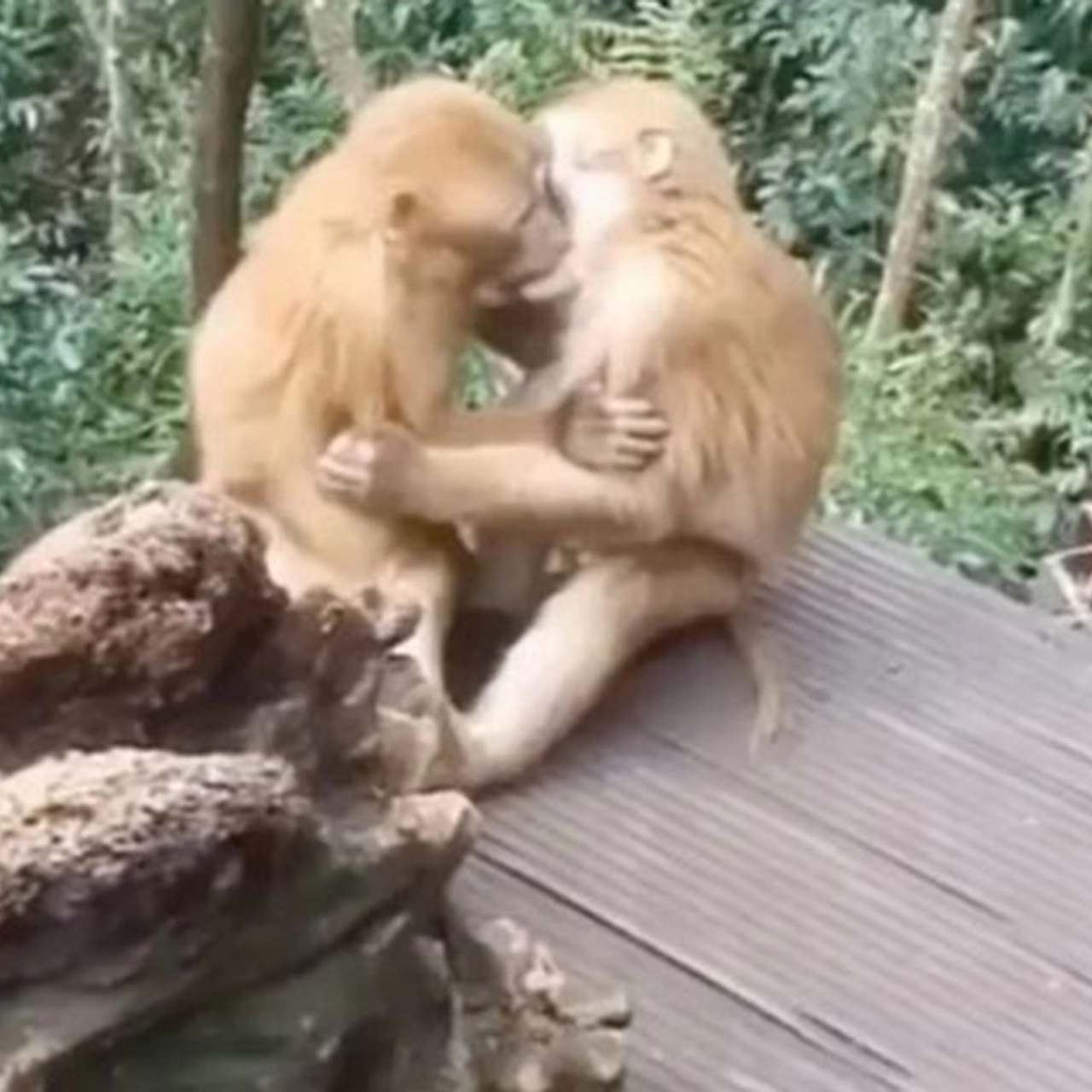 обезьяна трахает девушку порно ролики фото 99