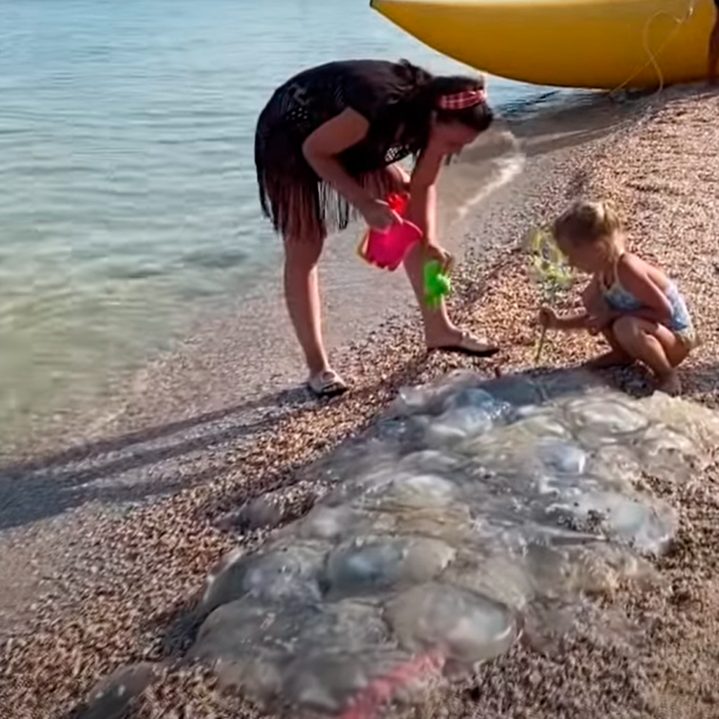 В черном море много. Медуза корнерот в Азовском море. Медузы в Азовском море Голубицкая. Корнерот в Азовском море. Анапа медузы корнероты.