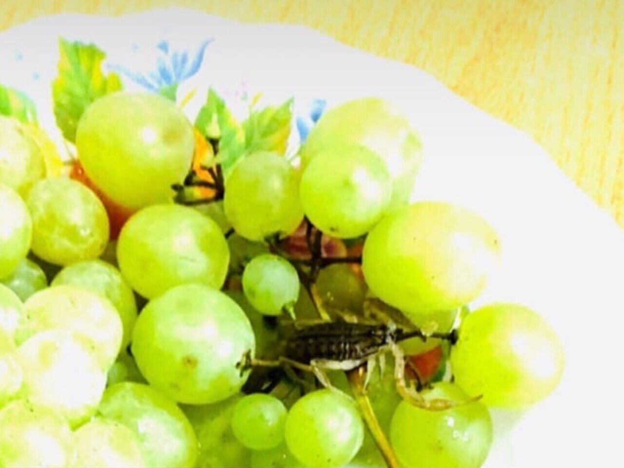 В виноградной кисти Скорпион