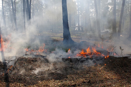 Российские ученые облегчили тушение лесных пожаров