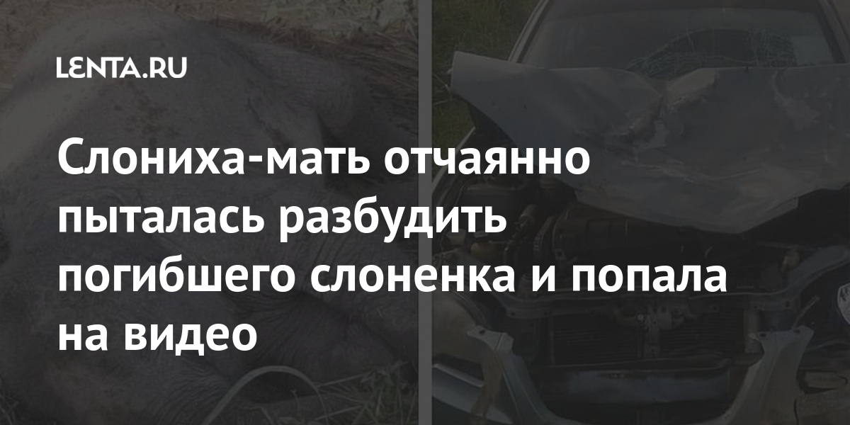 Слониха-мать отчаянно пыталась разбудить погибшего слоненка и попала на видео